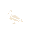 Duck saying gift