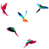 oiseaux gratuits