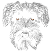 Miniature Schnauzer B