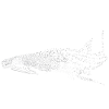 WHALE SHARK