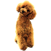 Chiot doux caniche