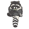 munching dumpy raccoon