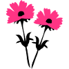 cosmos_flowers
