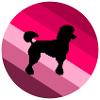 poodle