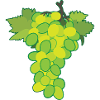 White grape