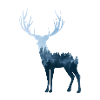 Forêt de cerf