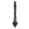 VESTA9 SPINE BLACK