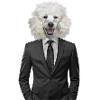 dog | dog | animal in suit