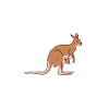 kangaroo