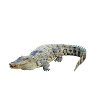 Aligator