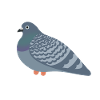 Cookie Pigeon Friend