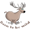 Deer funny