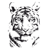 Black Tiger - illustration