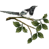 Magpie bird