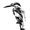 Eisvogel