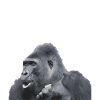Gorilla silverback monkey