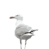 The seagull