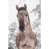 Cheval dans le paysage d'hiver de l'Allgäu