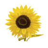Sunflower Motif