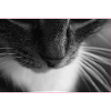 Cat black white