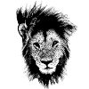 Lion lion head lion's mane
