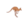 kangaroo