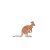kangaroo