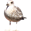 Gull