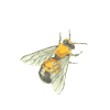 Imker aus Leidenschaft