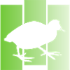 Blässhuhn
