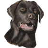 Labrador chocolate cake