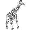 giraffe