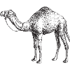 Kamel