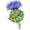Aquarelldistel