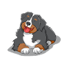 Berner Sennenhund Hund süß Fellnase Hunde