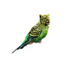Tiger Bird