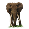 Éléphant - Kenya - Afrique