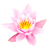 Nénuphar