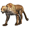Guépard - Léopard
