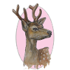 Jeune cerf - chevreuil - vignette rose