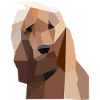 Cute Cocker Spaniel