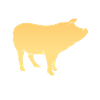Schwein