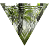 Magic Palm Forest