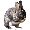 rabbit