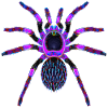 Lila Spinne