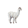 Alpaca-Shirt