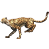 Guépard - Léopard à la course
