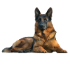 German shepherd, german shepherd, dog head, dogs