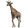 giraffe