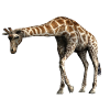 giraffe